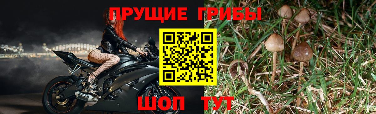Псилоцибиновые грибы Cubensis Каспийск